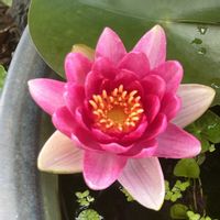 スイレン,多肉女子,今日のお花,すいれんの画像