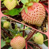 イチゴ,大葉,青紫蘇,オクラの花,ヒメジョオンの画像