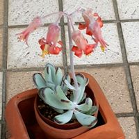 福娘,多肉植物,コチレドン属,南向きの軒下の画像