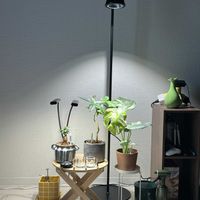 パキラ,ガジュマル,モンステラ　タイコンステレーションの画像