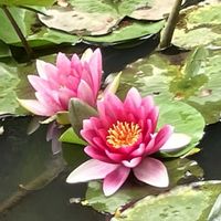 アジサイ,スイレン,紫陽花,睡蓮,アサザの画像