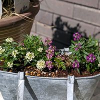 スイートアリッサム ,寄せ植え,多肉植物,多肉寄せ植え,ガーデニングの画像