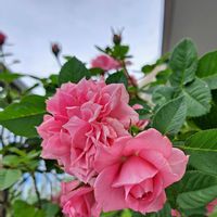 バラ,ミニバラ,ミニバラ,薔薇,ピンクのミニバラの画像