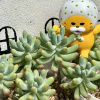 乙女心,多肉植物,❤️いいね、ありがとう,神奈川県,ノラネコぐんだんの画像