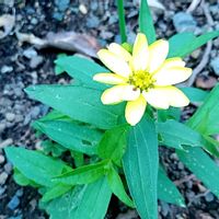 ヒャクニチソウ,連作,自宅の花壇の画像