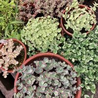 ミセバヤ,トリカラー,ツガルミセバヤ,津軽ミセバヤ,斑入り日高ミセバヤの画像