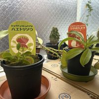ハエトリソウ,ハエトリソウ,ウツボカズラ,ウツボカズラ,食虫植物の画像