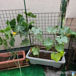 キュウリ,タマネギの画像