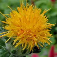 ベニバナ,紅花,種から,月曜日にビタミンカラーの画像
