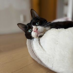 サボテン,Figaro,セティスピヌス,多肉植物,ダイソーの画像
