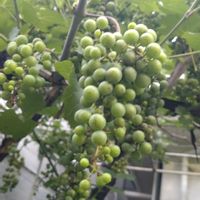 葡萄,ガーデニング,ぶどう棚,散策さんぽの画像