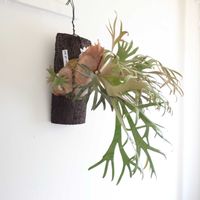 シダ,ビカクシダ ウィリンキー 'ジェイド ガール',観葉植物,シダ植物,グリーンインテリアの画像
