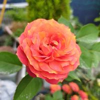 コキア,ジニア,ミニバラ,いいね❤ありがとう,花のある暮らし❤の画像