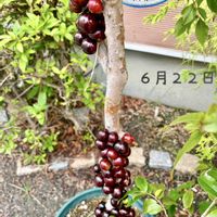 ジャボチカバ,ジャボチカバ,熱帯果樹　ジャボチカバ,熱帯果樹,お家で果樹園の画像