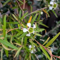 コレオプシス,レモンティーツリー,ビルベリー,ナチュラルガーデン,花のある暮らしの画像