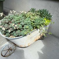 乙女心,リトルミッシー,パープルへイズ,多肉の寄せ植え,多肉大好きの画像