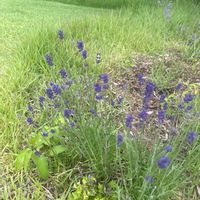 イングリッシュラベンダーの画像