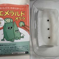 オクラの画像