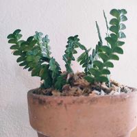 アングレカム ディスティカム,観葉植物,インドアグリーン,葉っぱ好き,みどりのある暮らしの画像