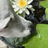 スイレン,スイレン,温帯スイレン,今日のお花,犬の散歩の画像