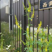 キングサリの画像
