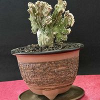 サボテン,残雪の峰,セレウス,多肉植物,観葉植物の画像
