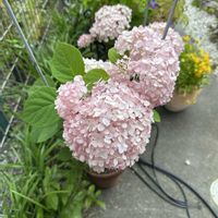アジサイ,ピンクアナベル,可愛い,可愛いピンク色♡,ピンクの花の画像