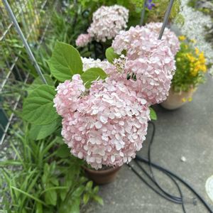 アジサイ,ピンクアナベル,可愛い,可愛いピンク色♡,ピンクの花の画像