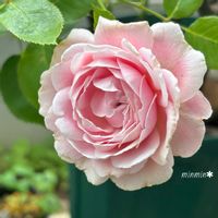 薔薇(プライムチャーム),ガーデニング,可愛い,ピンクの花,良い香りの画像