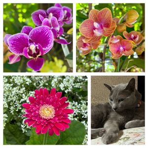 ミニ胡蝶蘭,ガーベラ ガルビネア,庭の花,花のある暮らし,ニャンニャン祭りの画像