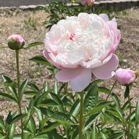 ボタン,ボタン,ボタン,ボタン,ボタンの蕾の画像
