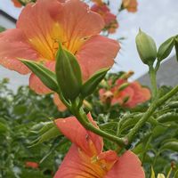 花のある暮らし,おうち園芸,庭の画像