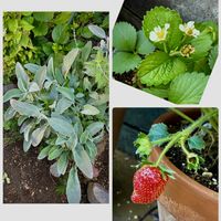 花のある暮らし,緑のある暮らし,GSに感謝。,月曜日の朝,いつも笑顔で〜〜♡の画像