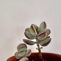福だるま,多肉植物,多肉大好きの画像