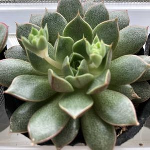 エケベリア,多肉植物,花芽,復活,かわいい♡の画像