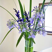 花のある暮らし,私の庭,平和に感謝,トイレ・洗面所の画像