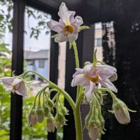 ジャガイモ,鉢植え,ニャンニャンの日の画像