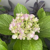 チェリーセージ,紫陽花,我家の小庭の画像