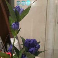 リンドウの画像