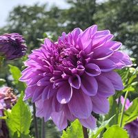 サクランボ,ダリア,可愛い,癒される,美しいの画像