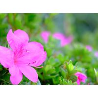 ツツジ,広い庭の画像