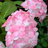 花のある暮らし,今日のお花,花いろいろ,おうち園芸,棚の画像