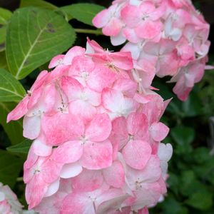 花のある暮らし,今日のお花,花いろいろ,おうち園芸,棚の画像