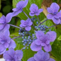 花のある暮らし,今日のお花,花いろいろ,おうち園芸,棚の画像