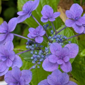 花のある暮らし,今日のお花,花いろいろ,おうち園芸,棚の画像