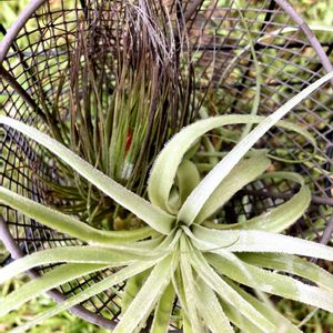 エアプランツ,ダイソー,植物のある暮らし,エアープランツ/チランジア,みどりのある暮らしの画像
