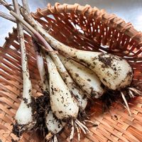 らっきょう,花のある暮らし,小さな庭,家庭菜園,庭の画像