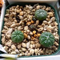 烏羽玉,多肉植物,ロフォフォラ属,岩手県の画像