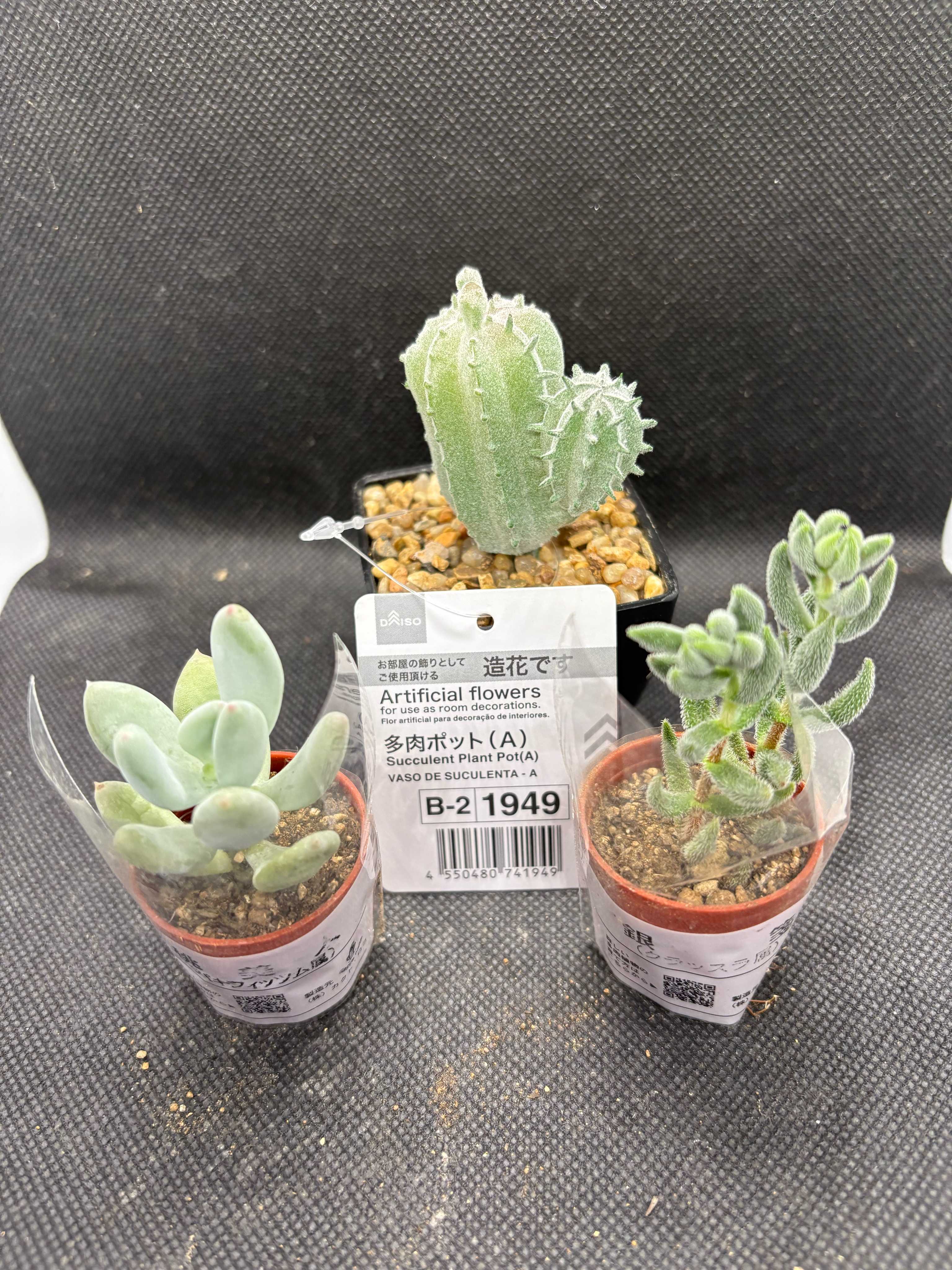 多肉で楽しむクリスマスを！華やかにツリーやリースを寄せ植えよう