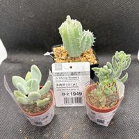 桃美人,クラッスラ 銀箋(ぎんぞろえ),多肉植物,クラッスラ属,ダイソーの画像